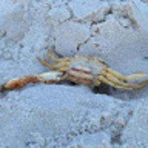 Meet your Posher, Chloe